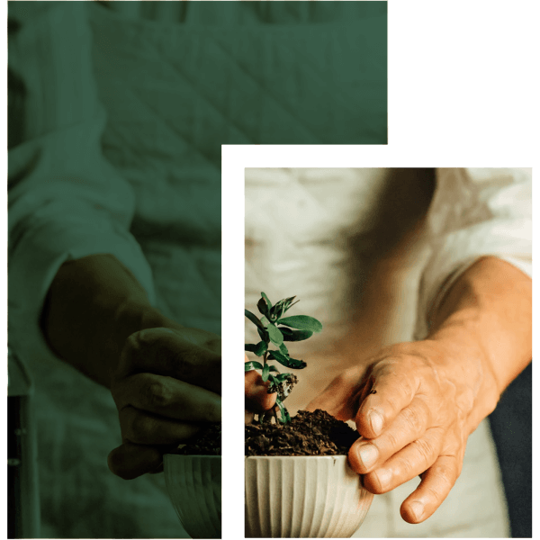 tentang plantshop