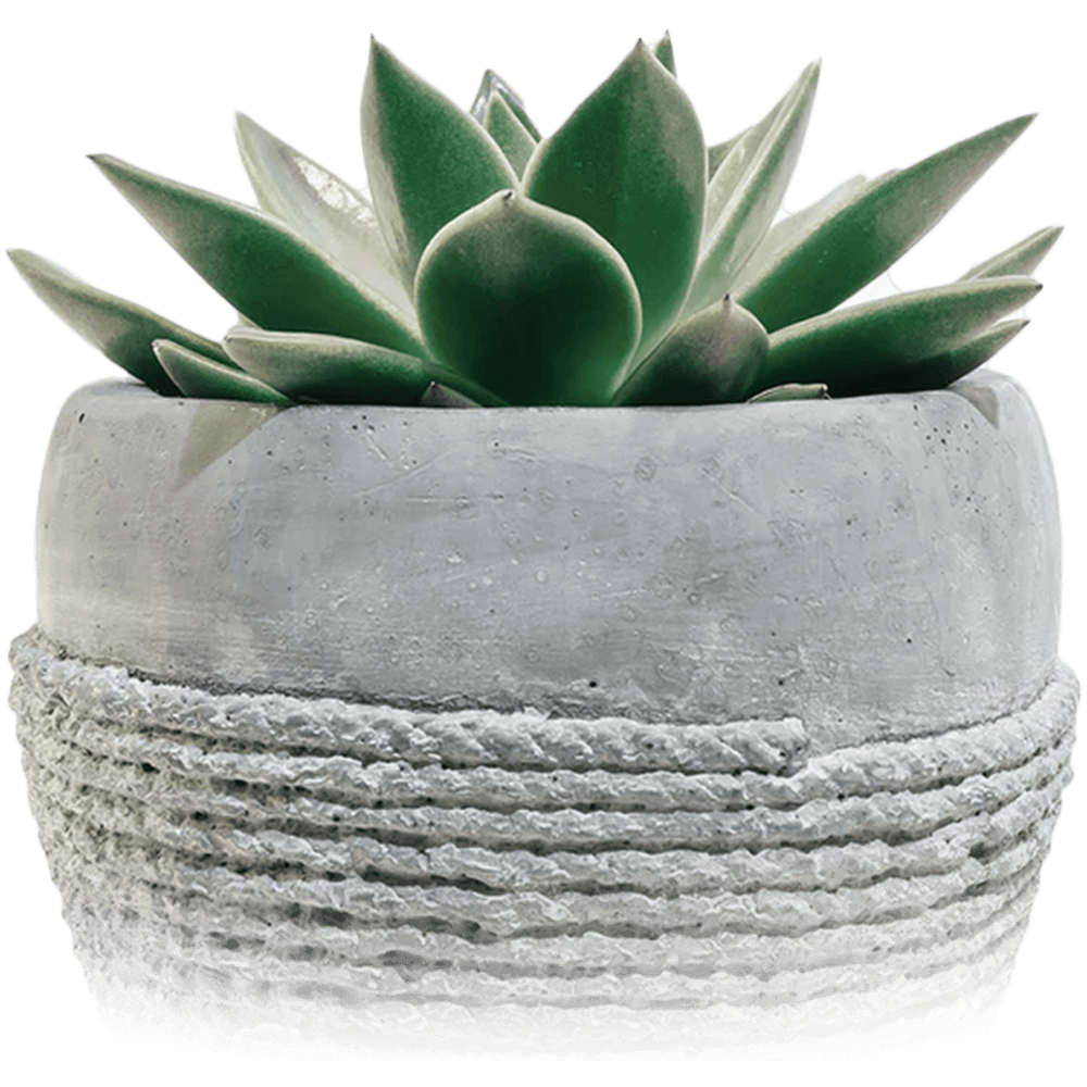 Echeveria agavoides